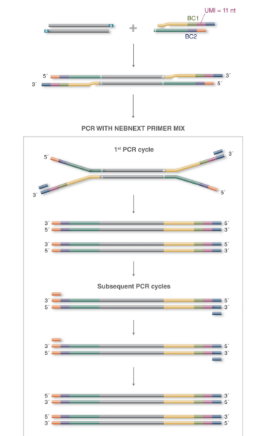 NEBNext®多样本接头引物试剂盒 1（Unique 双端 UMI 接头，适用于 DNA）            货   号                  #E7395L