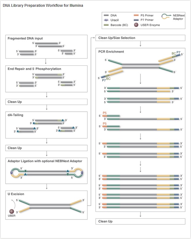 NEBNext DNA 文库制备预混液试剂盒 - Illumina            货   号                  #E6040L