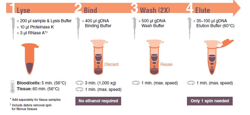Monarch 基因组 DNA 细胞裂解缓冲液 货 号 #T3012L