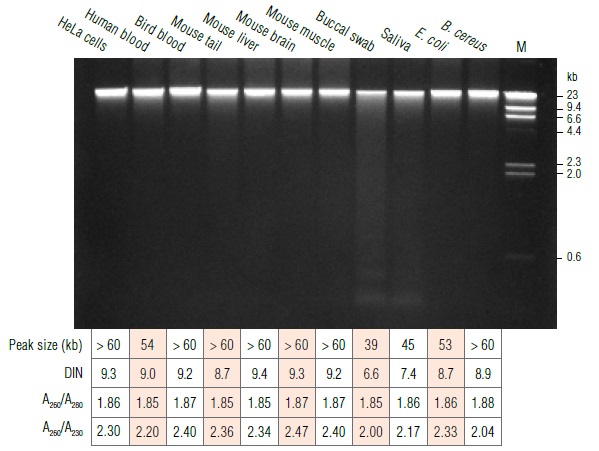 Monarch基因组 DNA提取试剂盒            货   号                  #T3010L