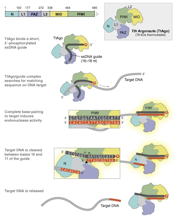 Tth Argonaute 蛋白 (TtAgo)             货   号                  #M0665S