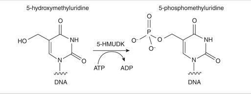 5-羟甲基尿苷 DNA 激酶                 货   号                  #M0659S