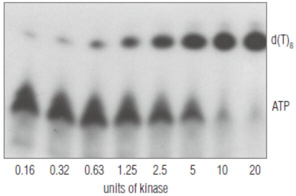 T4 多聚核苷酸激酶（T4 PNK）                 货   号                  #M0201L