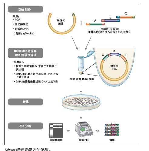 Gibson Assembly® 组装克隆试剂盒             货   号                  #E5510S