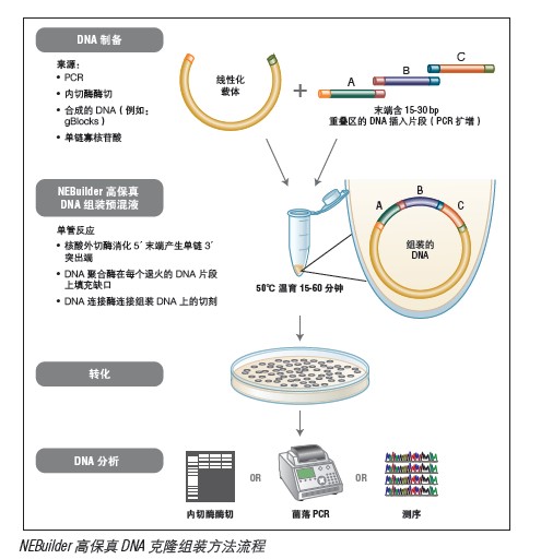 NEBuilder® 高保真 DNA 大片段组装试剂盒             货   号                  #E2623S