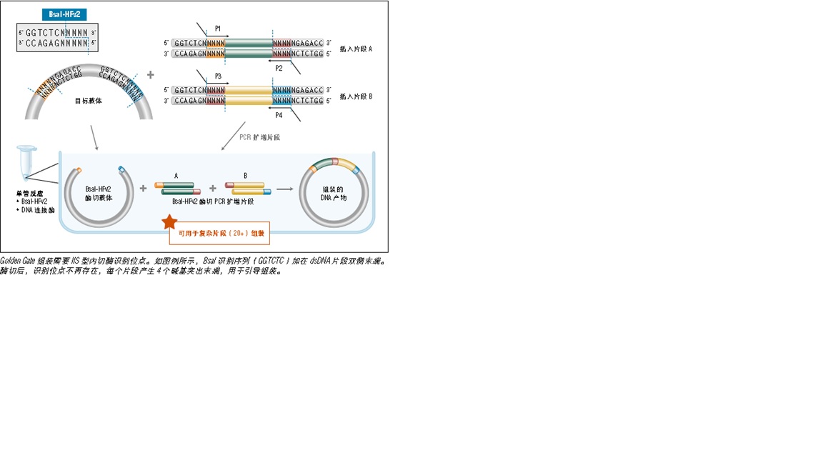 NEB® Golden Gate 组装试剂盒（BsaI-HF® v2）            货   号                  #E1601L