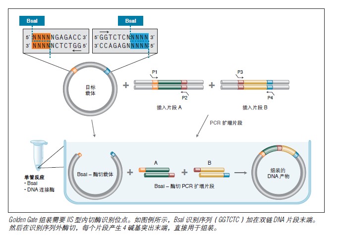 NEB Golden Gate 组装混合液(停产有替代) 货 号 #E1600S