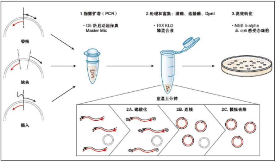 Q5®  定点突变试剂盒             货   号                  #E0554S