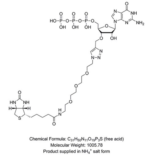 3´-Biotin-GTP            货   号                  #N0760S