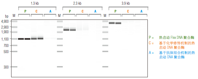 Phusion® 热启动 Flex DNA 聚合酶                  货   号                  #M0535L