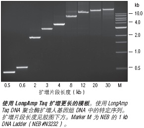 LongAmp® 热启动 Taq 2X 预混液                  货   号                  #M0533L