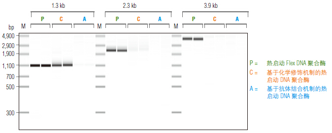 Phusion® 超保真 PCR 预混液（提供 HF 缓冲液）                 货   号                  M0531L