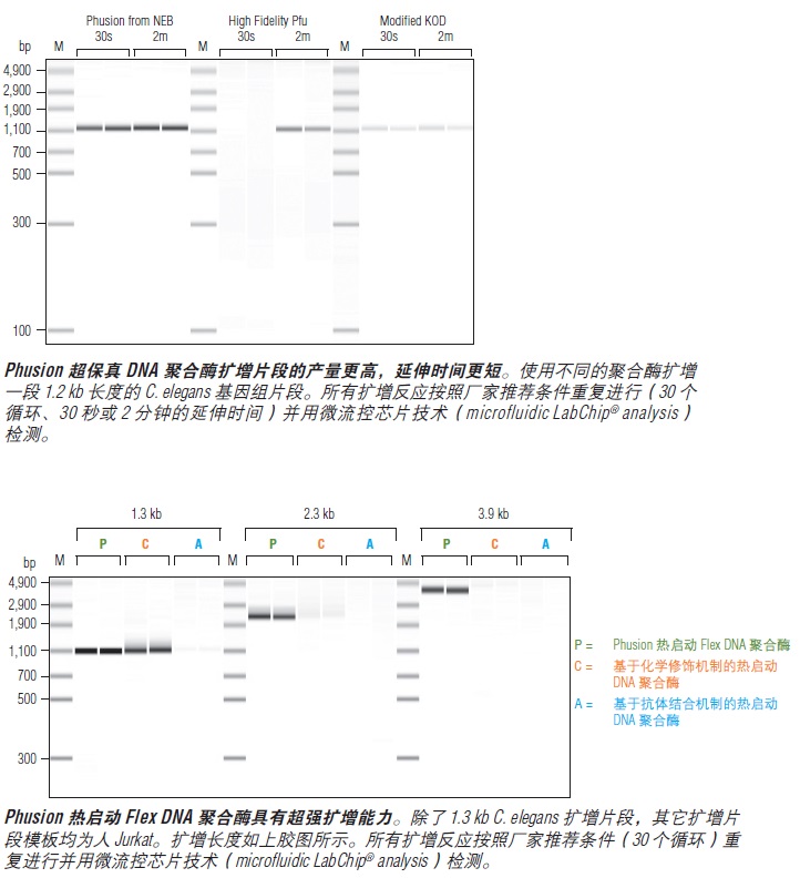 Phusion® 超保真 DNA 聚合酶                 货   号                  M0530L