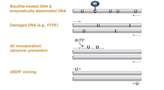 Q5U™ 热启动超保真 DNA 聚合酶 货 号 M0515L