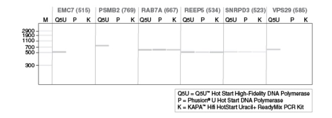 Q5U™ 热启动超保真 DNA 聚合酶 货 号 M0515L