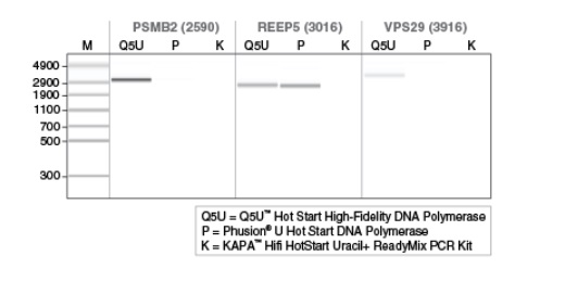 Q5U™ 热启动超保真 DNA 聚合酶            货   号                  M0515L