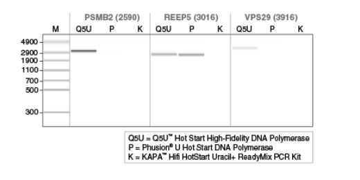 Q5U™ 热启动超保真 DNA 聚合酶 货 号 M0515L