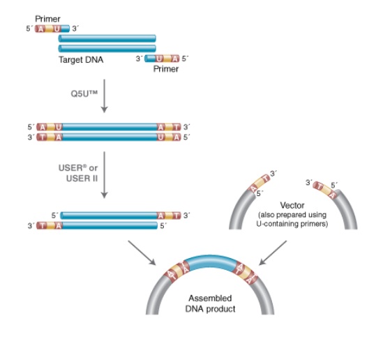 Q5U™ 热启动超保真 DNA 聚合酶 货 号 M0515L