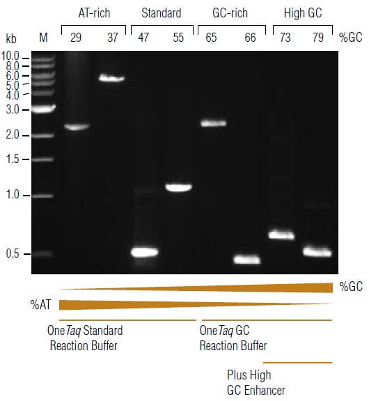 OneTaq® Quick-Load® DNA 聚合酶            货   号                  M0509L