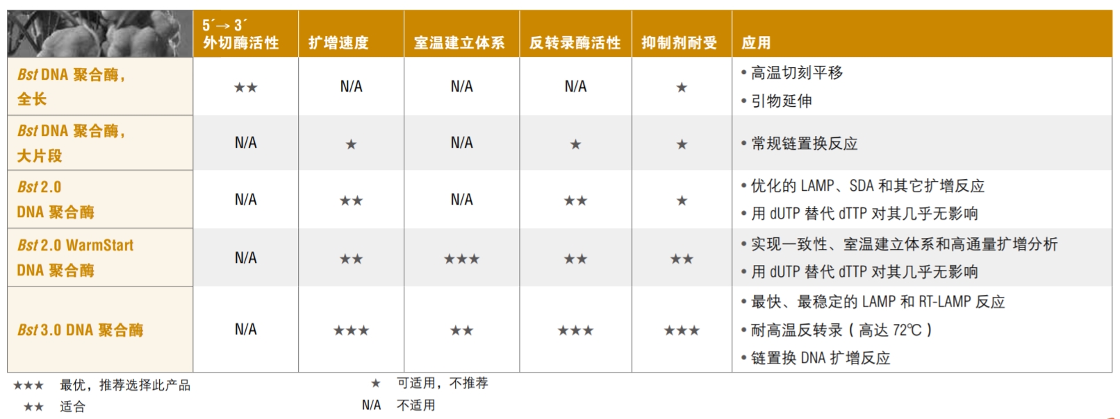 Bst DNA 聚合酶,全长 货 号 M0328S