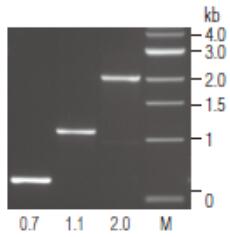 Vent®  (exo-) DNA 聚合酶                 货   号                  M0257L