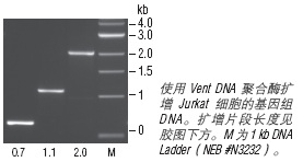 Vent®  DNA 聚合酶                 货   号                  M0254L