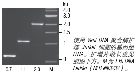 Vent® DNA 聚合酶 货 号 M0254L