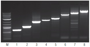 OneTaq® 一步法 RT-PCR 试剂盒                货   号                  E5315S