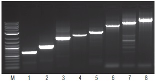 OneTaq® 一步法 RT-PCR 试剂盒 货 号 E5315S