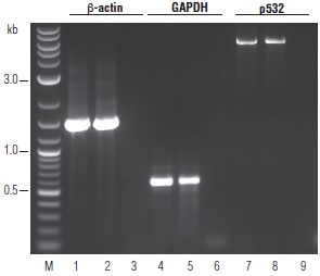 OneTaq® RT-PCR 试剂盒                货   号                  E5310S