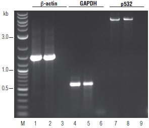 OneTaq® RT-PCR 试剂盒 货 号 E5310S