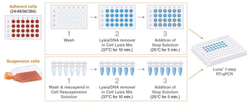 Luna® Cell Ready 探针一步法 RT-qPCR 试剂盒            货   号                  E3031S