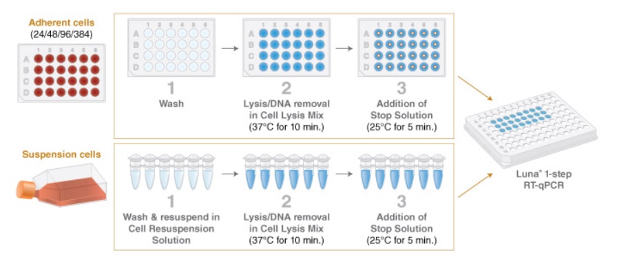 Luna® Cell Ready 一步法 RT-qPCR 试剂盒            货   号                  E3030S