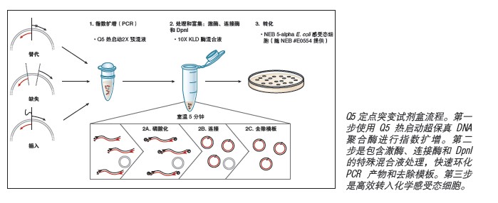 Q5® 定点突变试剂盒             货   号                  E0554S