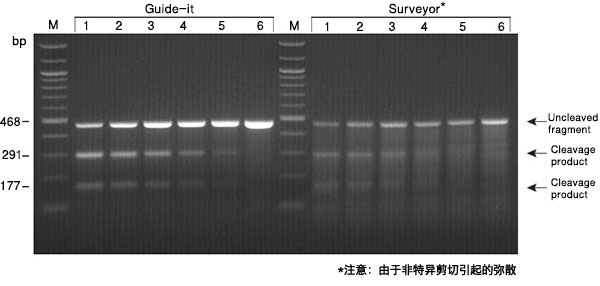 基因编辑后突变检测