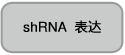 14-30 ssRNA Ladder Marker