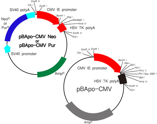 pBApo-CMV Vector Series