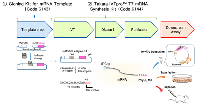 Takara IVTpro™ mRNA Synthesis System
