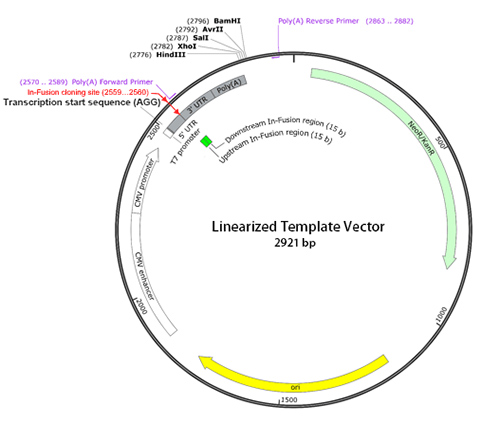 Takara IVTpro™ mRNA Synthesis System