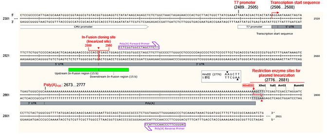 Takara IVTpro™ mRNA Synthesis System