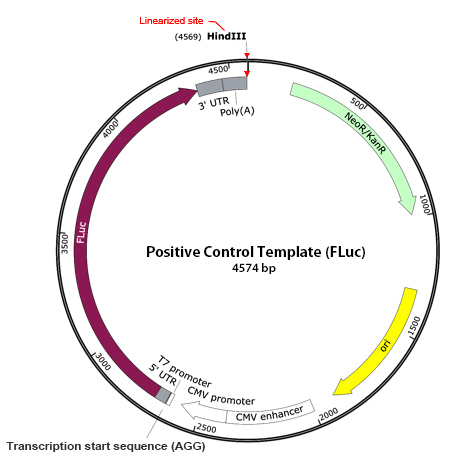 Takara IVTpro™ mRNA Synthesis System