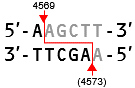 Takara IVTpro™ mRNA Synthesis System