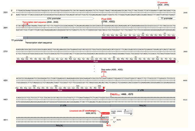 Takara IVTpro™ mRNA Synthesis System