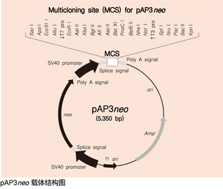 cDNA Library,Mouse Lung