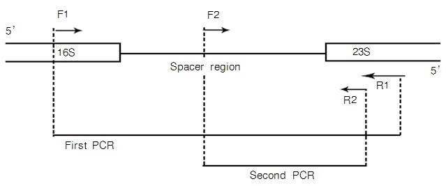 TaKaRa PCR Mycoplasma Detection Set