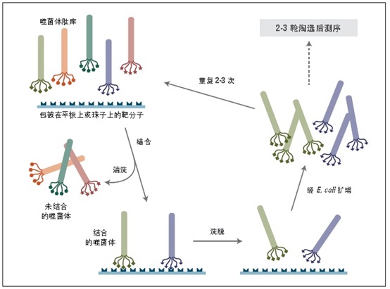 Ph.D.-7 噬菌体展示肽库试剂盒 v2            货   号                  E8211S