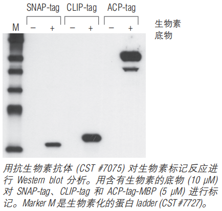 CLIP-Biotin            货   号                  #S9221S