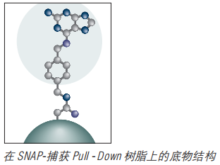 SNAP-捕获 Pull-Down 树脂 货 号 #S9144S