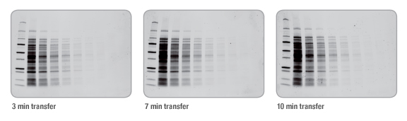 美国伯乐全能型蛋白转印系统1704150Trans-Blot Turbo