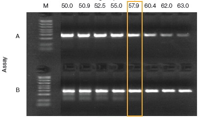 美国Bio-rad伯乐进口T100 PCR仪基因扩增仪T100
